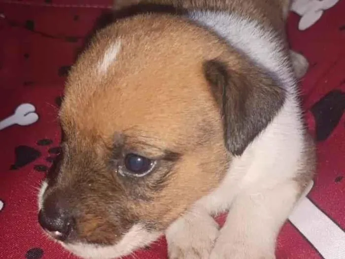 Cachorro raça SRD-ViraLata idade Abaixo de 2 meses nome Filhote 4