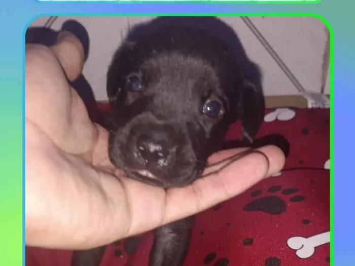Cachorro raça SRD-ViraLata idade Abaixo de 2 meses nome Filhote 5