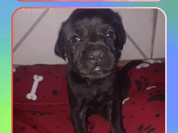 Cachorro raça SRD-ViraLata idade Abaixo de 2 meses nome Filhote 6