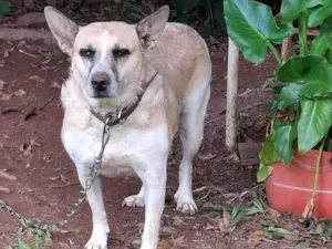 Cachorro raça SRD-ViraLata idade 5 anos nome Layla