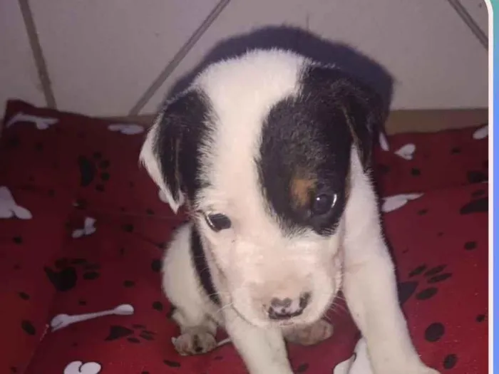 Cachorro raça SRD-ViraLata idade Abaixo de 2 meses nome Filhote 7