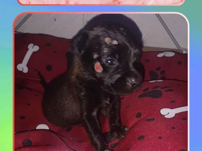 Cachorro raça SRD-ViraLata idade Abaixo de 2 meses nome Filhote 8