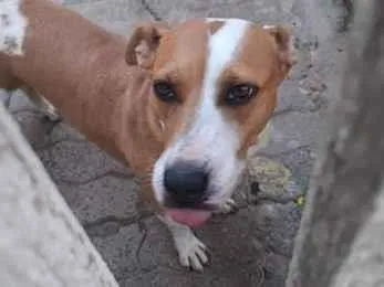 Cachorro raça SRD-ViraLata idade 3 anos nome Belinha