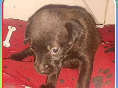Cachorro raça SRD-ViraLata idade Abaixo de 2 meses nome Filhote 9