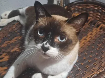 Gato raça Siamês idade 3 anos nome Dave