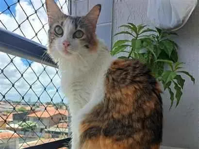 Gato raça SRD-ViraLata idade 2 a 6 meses nome Megan