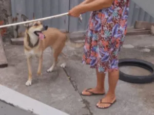 Cachorro raça Labrador idade 1 ano nome chacha