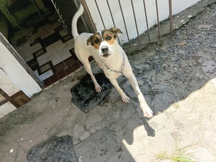 Cachorro raça SRD-ViraLata idade 1 ano nome Scooby
