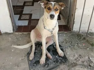 Cachorro raça SRD-ViraLata idade 1 ano nome Scooby