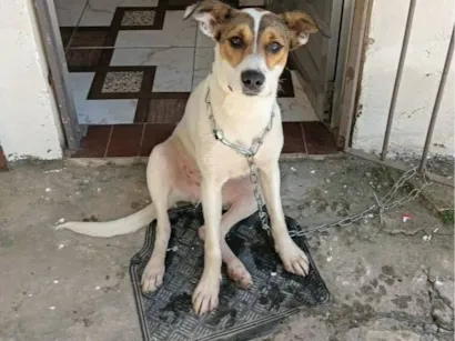 Cachorro raça SRD-ViraLata idade 1 ano nome Scooby