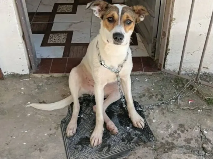 Cachorro raça SRD-ViraLata idade 1 ano nome Scooby