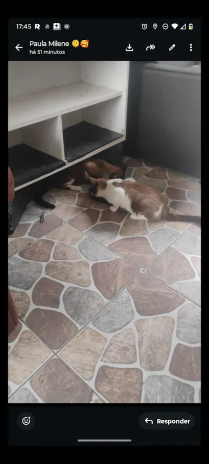 Gato raça SRD-ViraLata idade 2 a 6 meses nome gatos