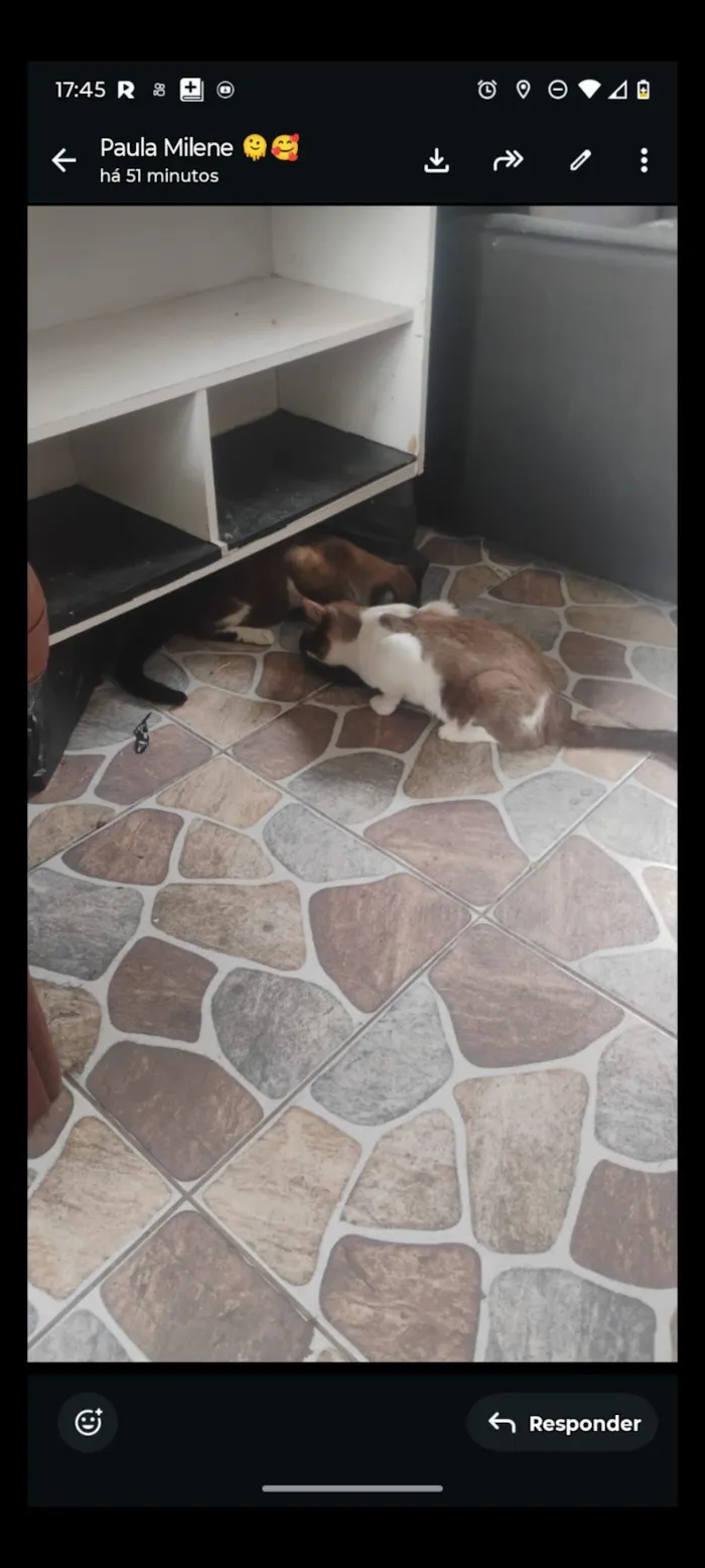 Gato raça SRD-ViraLata idade 2 a 6 meses nome gatos