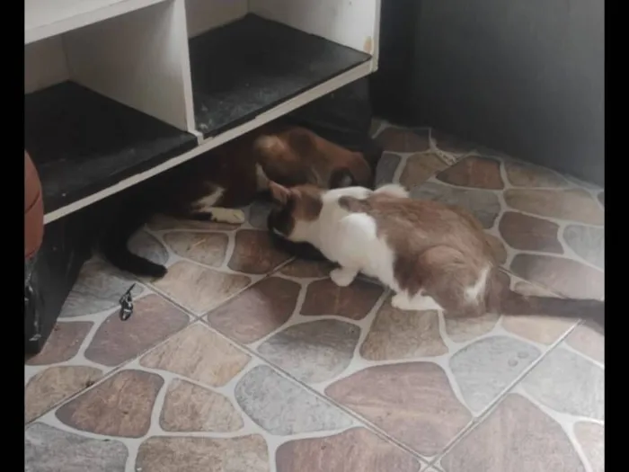 Gato raça SRD-ViraLata idade 2 a 6 meses nome gatos