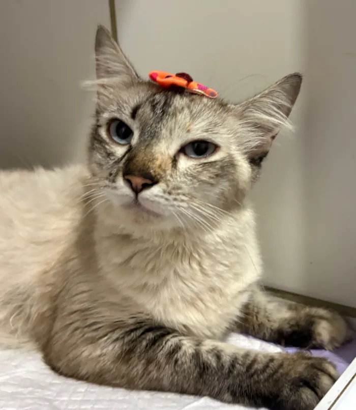 Gato raça SRD-ViraLata idade 7 a 11 meses nome Love 