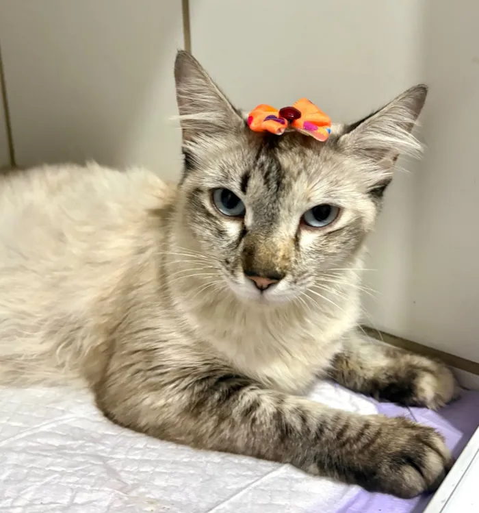 Gato raça SRD-ViraLata idade 7 a 11 meses nome Love 