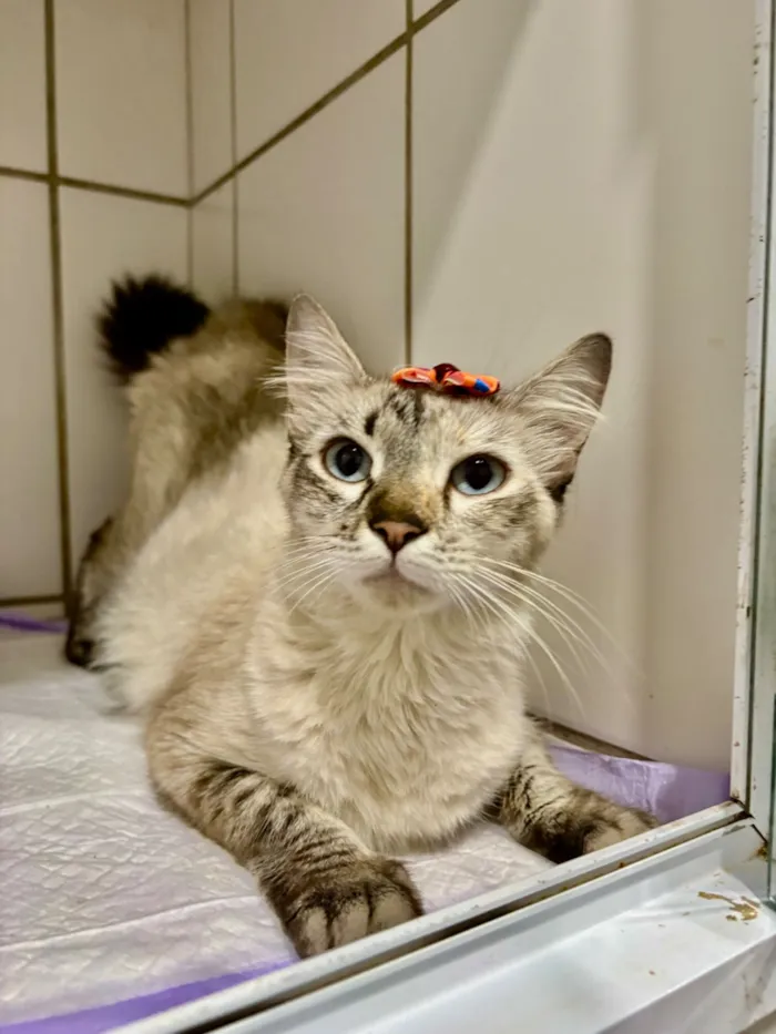 Gato raça SRD-ViraLata idade 7 a 11 meses nome Love 