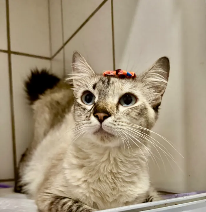 Gato raça SRD-ViraLata idade 7 a 11 meses nome Love 