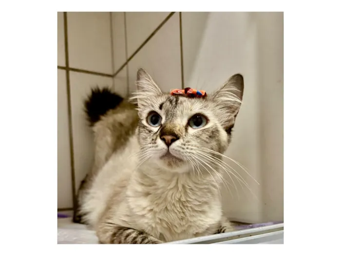 Gato raça SRD-ViraLata idade 7 a 11 meses nome Love 