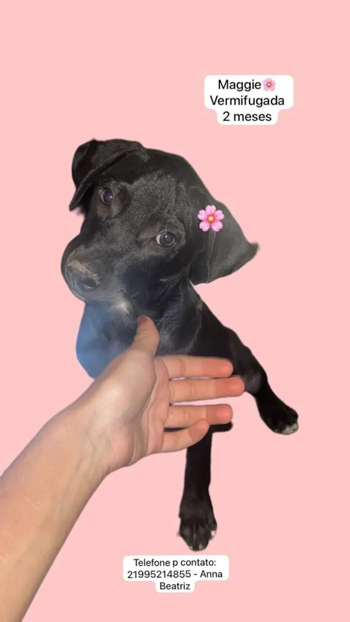 Cachorro raça SRD-ViraLata idade 2 a 6 meses nome Maggie 