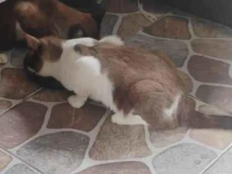 Gato raça SRD-ViraLata idade 2 a 6 meses nome gatos