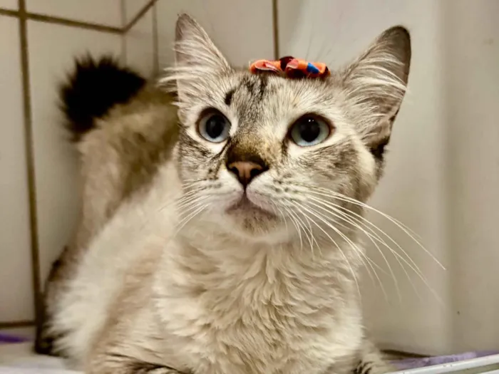 Gato raça SRD-ViraLata idade 7 a 11 meses nome Love 