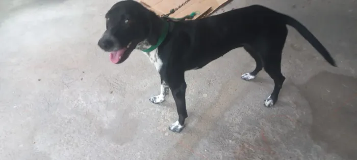 Cachorro raça Dálmata idade 1 ano nome Malu