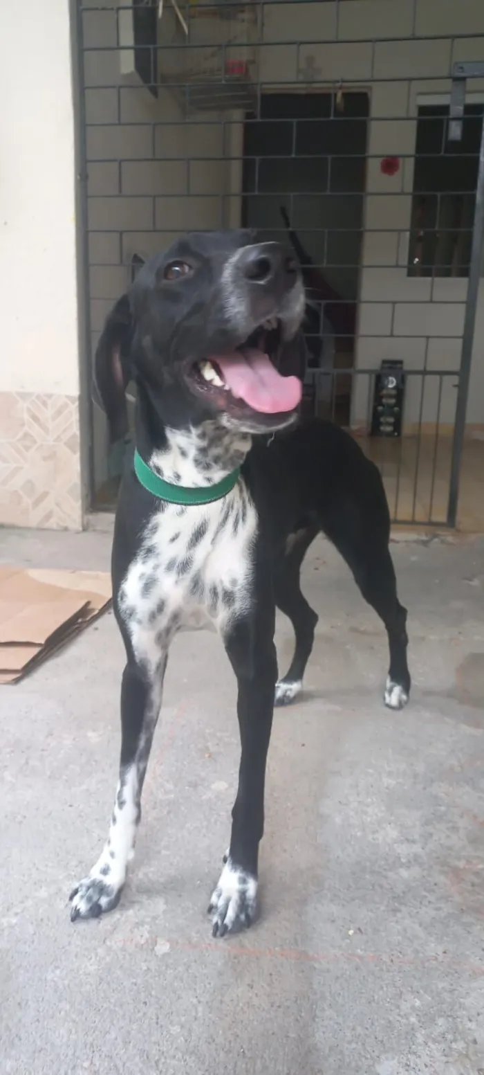 Cachorro raça Dálmata idade 1 ano nome Malu