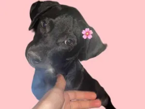 Cachorro raça SRD-ViraLata idade 2 a 6 meses nome Maggie 