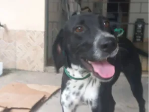 Cachorro raça Dálmata idade 1 ano nome Malu