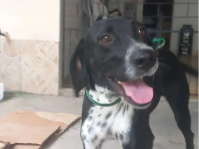 Cachorro raça Dálmata idade 1 ano nome Malu