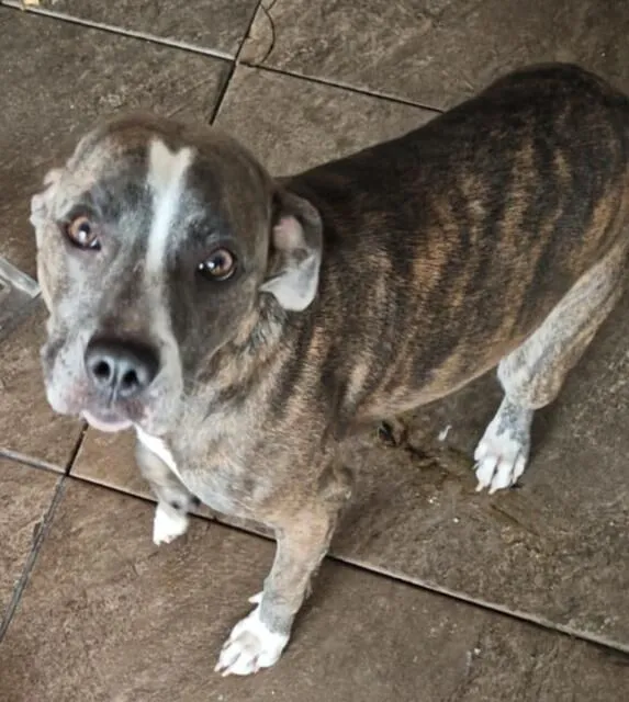 Cachorro raça Pit-Bull idade 7 a 11 meses nome zury