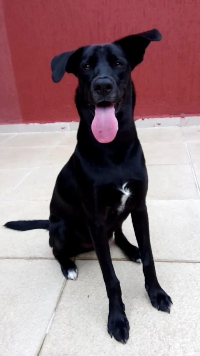 Cachorro raça SRD-ViraLata idade 6 ou mais anos nome Toby
