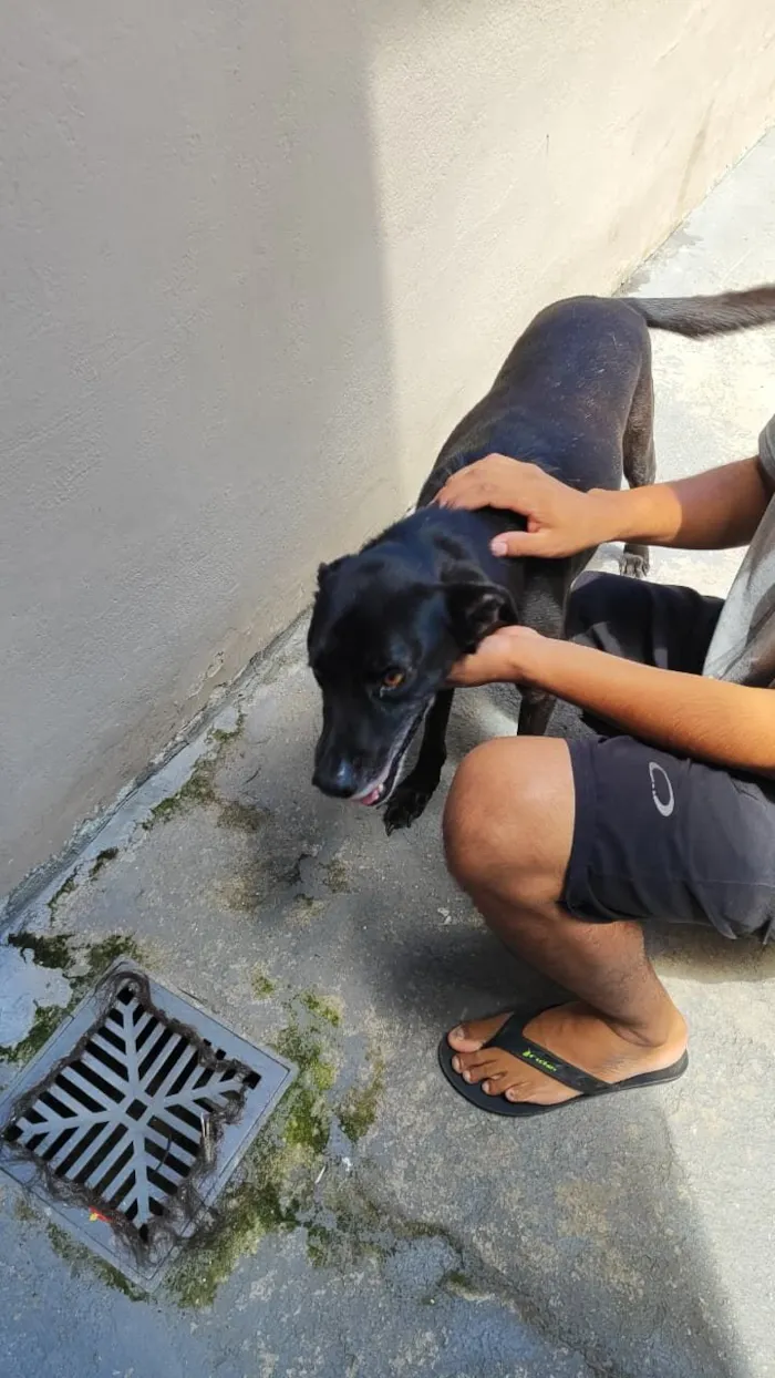 Cachorro raça SRD-ViraLata idade 6 ou mais anos nome Toby