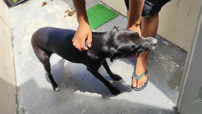 Cachorro raça SRD-ViraLata idade 6 ou mais anos nome Toby