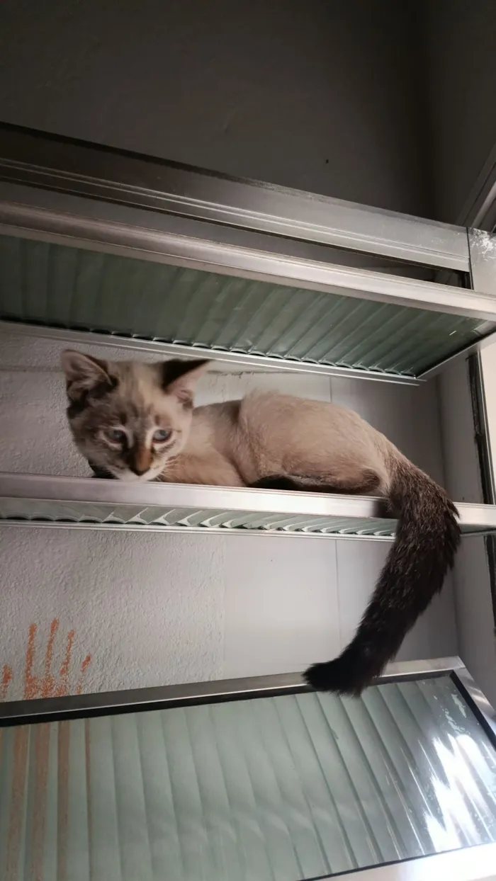 Gato raça SRD-ViraLata idade 2 a 6 meses nome Brie