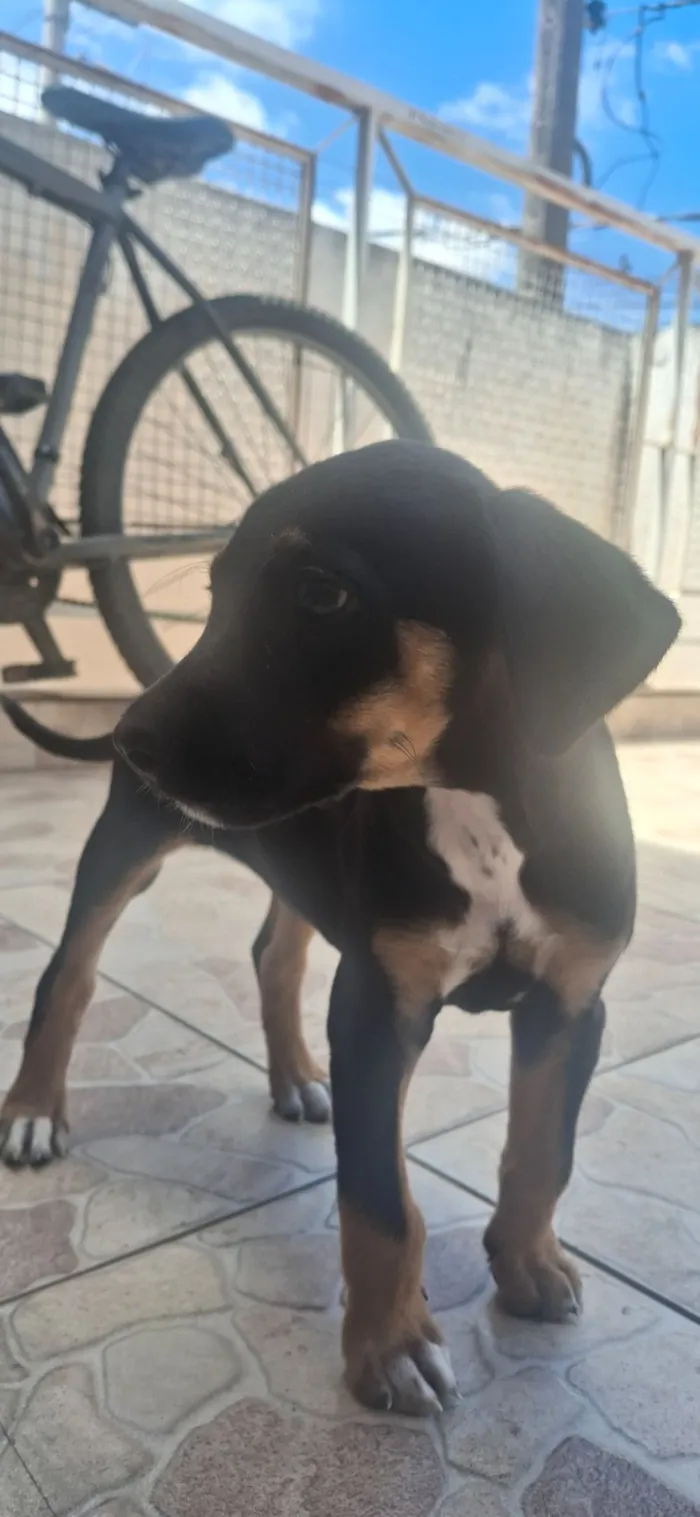Cachorro raça SRD-ViraLata idade 2 a 6 meses nome Lia