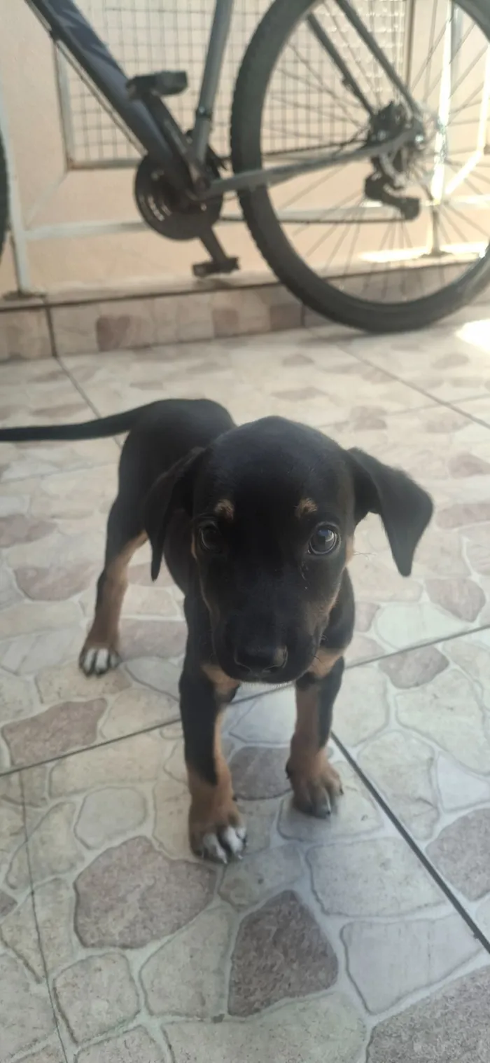 Cachorro raça SRD-ViraLata idade 2 a 6 meses nome Lia