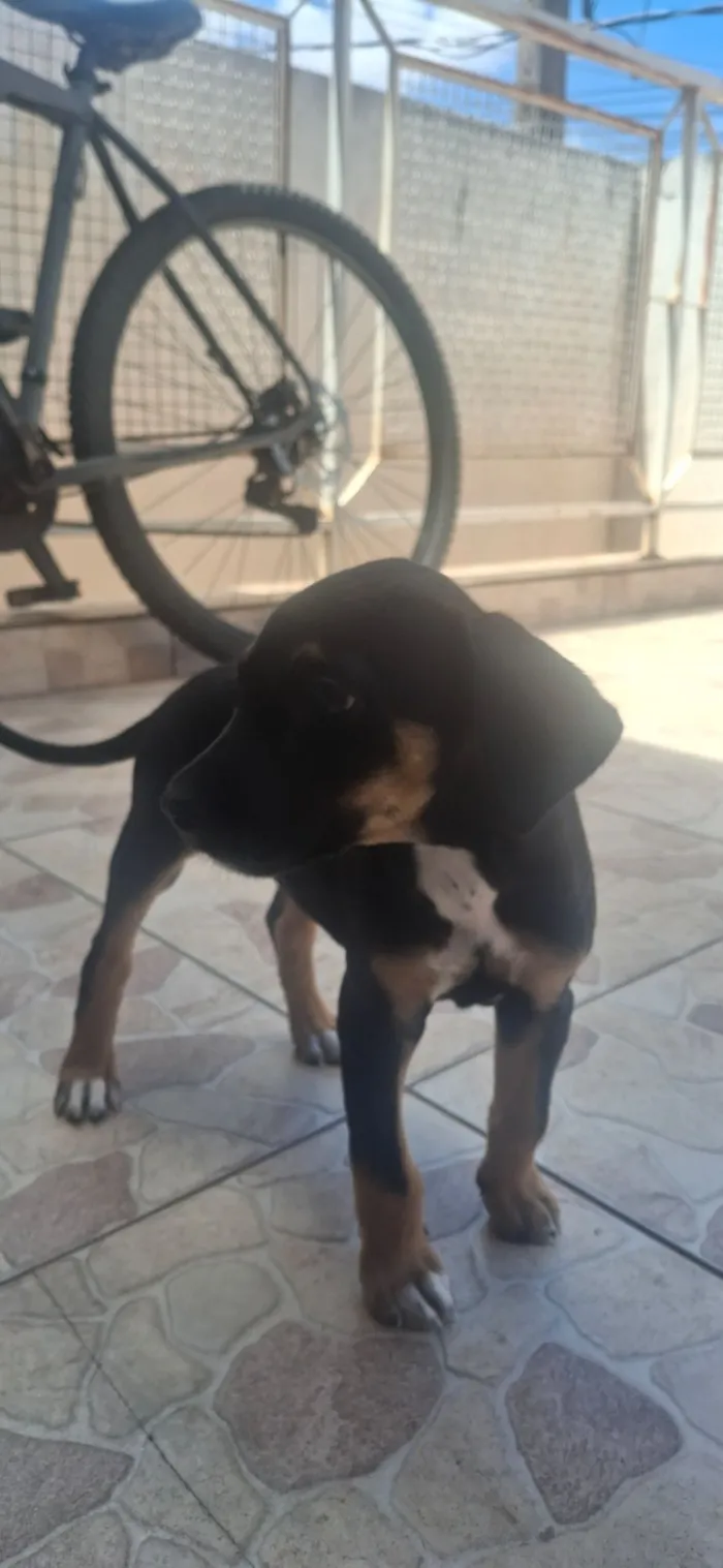 Cachorro raça SRD-ViraLata idade 2 a 6 meses nome Lia