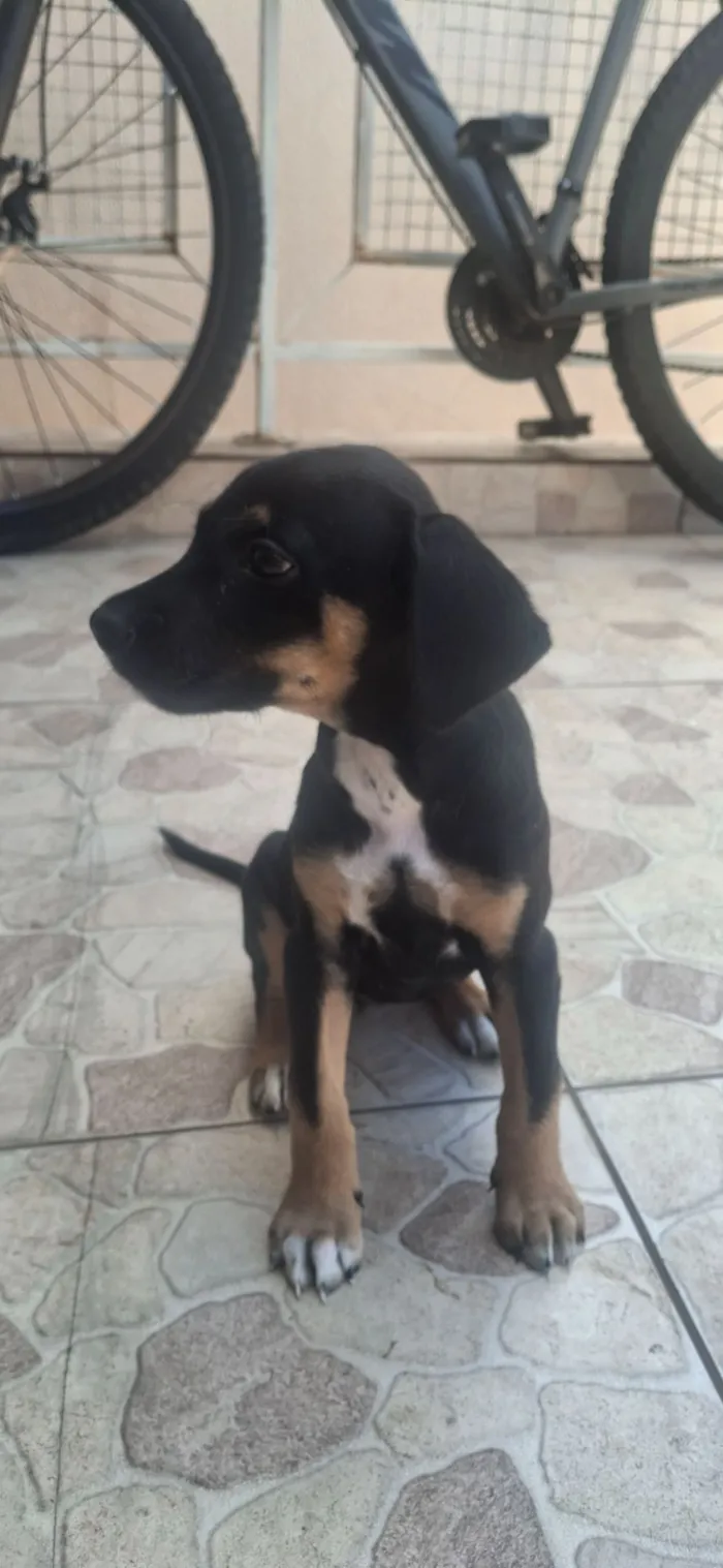 Cachorro raça SRD-ViraLata idade 2 a 6 meses nome Lia