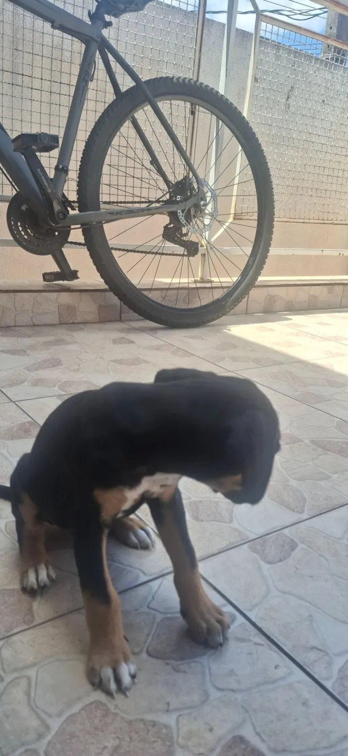 Cachorro raça SRD-ViraLata idade 2 a 6 meses nome Lia