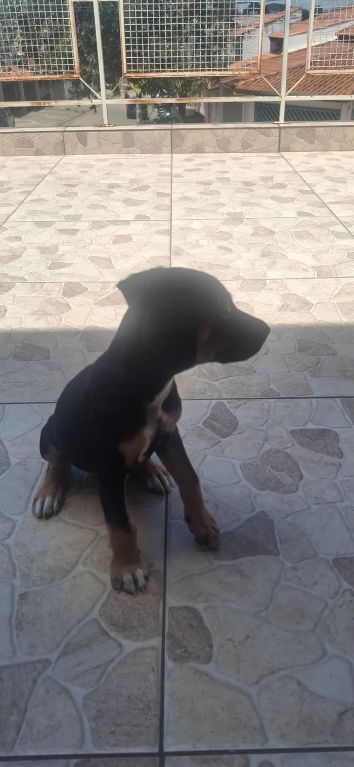 Cachorro raça SRD-ViraLata idade 2 a 6 meses nome Lia