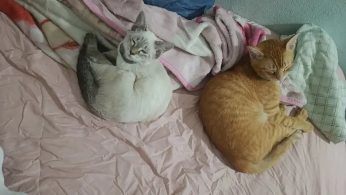 Gato raça SRD-ViraLata idade 2 a 6 meses nome Brie