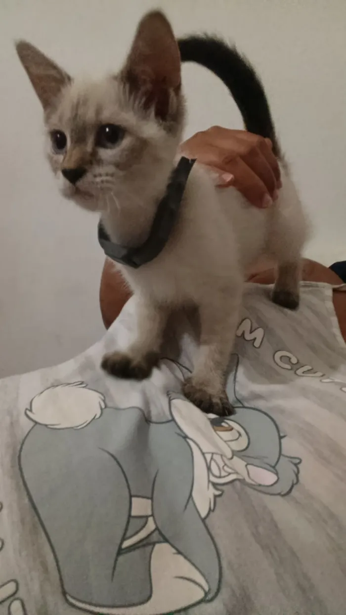Gato raça SRD-ViraLata idade 2 a 6 meses nome Brie