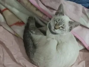 Gato raça SRD-ViraLata idade 2 a 6 meses nome Brie