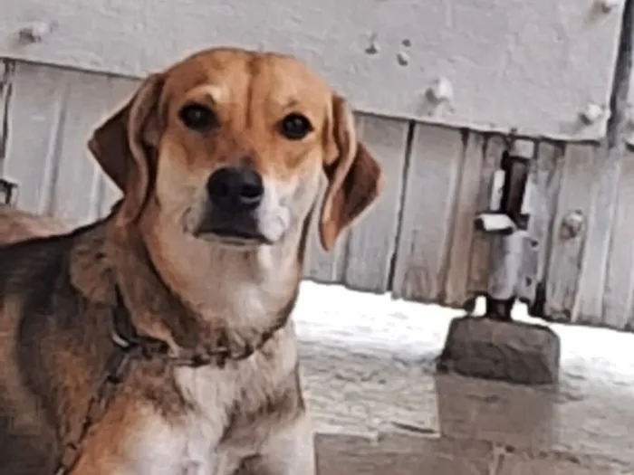 Cachorro raça SRD-ViraLata idade 1 ano nome bela