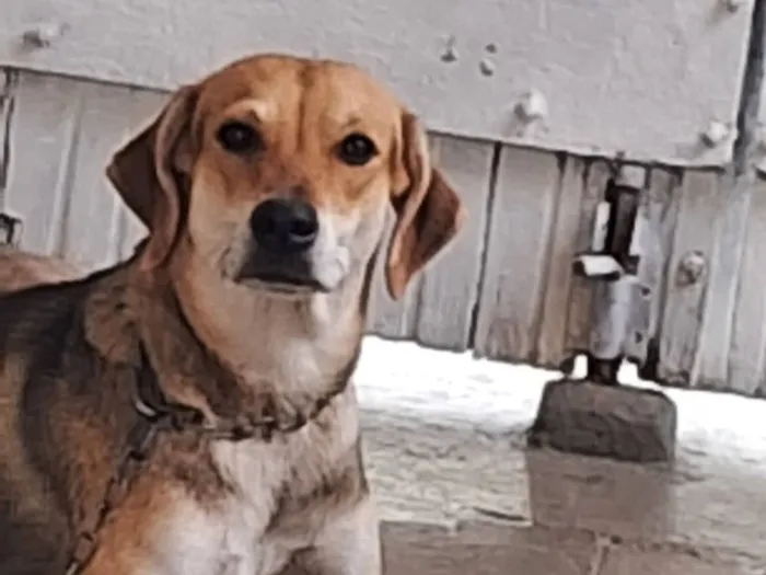 Cachorro raça SRD-ViraLata idade 1 ano nome bela