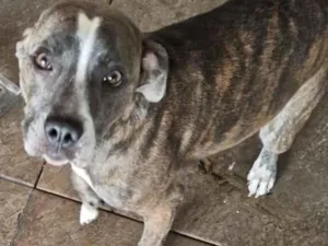 Cachorro raça Pit-Bull idade 7 a 11 meses nome zury