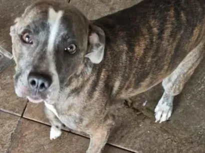 Cachorro raça Pit-Bull idade 7 a 11 meses nome zury