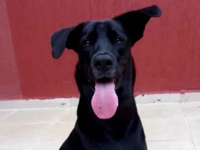 Cachorro raça SRD-ViraLata idade 6 ou mais anos nome Toby